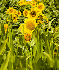 Image showing group flower in Europe