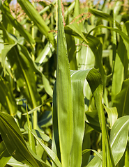 Image showing bright sunflower with corn