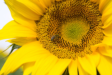 Image showing annual sunflower open Bud