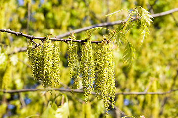 Image showing beautiful spring oak