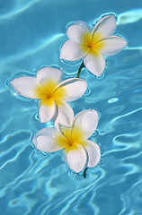 Image showing Three frangipanis Floating on Swimming Pool