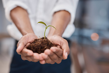 Image showing Plant, hands and soil for green business with sustainability, growth and development. Closeup of a person for earth day, agriculture and eco friendly investment or climate change with sapling in palm