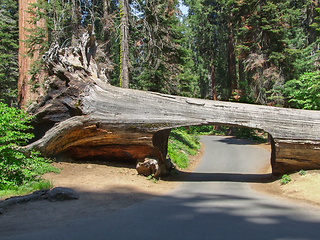 Image showing Tunnel tree at Sequoia National Park