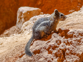 Image showing Golden-mantled ground squirrel