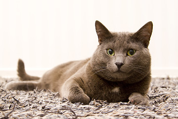 Image showing gray cat