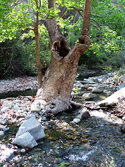 Image showing Tree in the middle. Cyprus