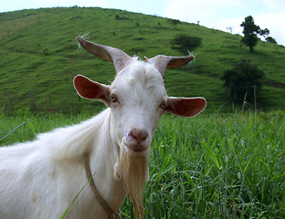 Image showing sympathetic she-goat staring at you