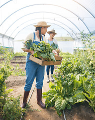 Image showing Women team, agriculture and vegetable farming in a greenhouse for harvest and sustainability. Farmer people working together on a farm for eco lifestyle, agro startup or organic food for wellness