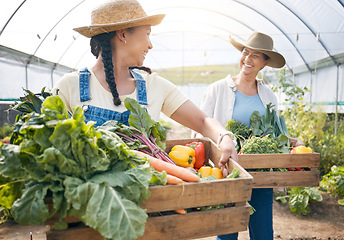 Image showing Teamwork, agriculture and vegetable farming in a greenhouse for harvest and sustainability. Farmer people or women together on a farm for eco lifestyle, agro startup or organic food for wellness