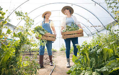 Image showing Greenhouse, happy women together with box of vegetables and sustainable small business and garden agriculture. Friends working at farm, smile and growth in summer with organic agro food employees.