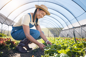 Image showing Plants, agriculture and woman farming in a greenhouse for health and sustainability. Young person with leaves for eco lifestyle, agro business or organic food and gardening for wellness and growth