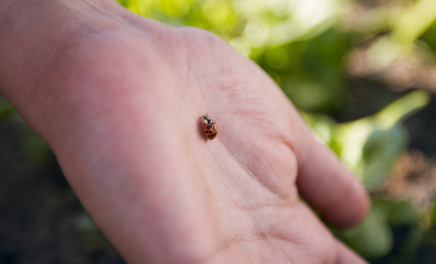 Image showing Hand, nature and a ladybug in the garden with a person outdoor for sustainability or agriculture closeup. Farming, spring and environment with an insect in a natural habitat as a part of wildlife