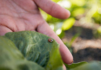 Image showing Hand, farming and a ladybug in the garden with a person outdoor for sustainability or agriculture closeup. Nature, spring and environment with an insect in a natural habitat as a part of wildlife