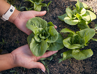 Image showing Hands, lettuce and gardening plants for farming, agriculture and sustainable growth in sand from above. Closeup, farmer and check progress of green leaf vegetables in soil, land or ecology inspection