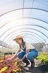 Image showing Farmer, woman and plants in greenhouse for farming, agriculture and vegetables growth or production. Excited worker in field for quality assurance, gardening or green and red lettuce in agro business