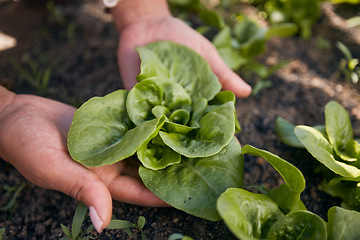 Image showing Hands, lettuce and gardening plants for agriculture, sustainable food production and growth in environment. Closeup, farmer and check progress of green leaf vegetables in soil, nature and eco farming