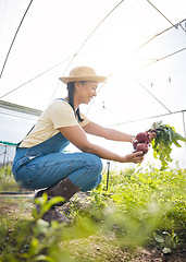 Image showing Greenhouse, farming and happy woman with beetroot at sustainable small business in agriculture and organic food. Girl with smile working at agro farm, vegetable growth in garden and eco friendly job.