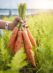 Image showing Farmer holding carrots in hand, plants at sustainable small business in agriculture and natural organic food. Person at agro greenhouse, vegetable harvest and growth in garden with eco friendly pride