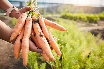 Image showing Greenhouse, carrots in hand and plants at sustainable small business, agriculture and natural organic food. Person in agro farming, vegetable harvest and growth in gardening with eco friendly stock.