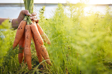 Image showing Farmer with carrots in hand, plants and agriculture at sustainable small business with natural organic food. Person at agro greenhouse, vegetable harvest and growth in garden with eco friendly pride.