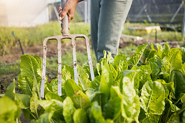 Image showing Farm, fork and farmer in a spinach garden working on sustainable produce for organic agriculture or food. Closeup, vegetables and person harvest fresh product for agro nutrition in the countryside