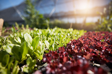 Image showing Plants, green and red lettuce in greenhouse background for farming, agriculture and vegetables growth or production. Empty field with food security, gardening and for supply chain and agro business