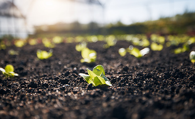 Image showing Closeup, lettuce and gardening plants for farming, agriculture and growth in nature, sand and sustainable field. Background, soil and sustainability of land, leaf vegetables and ecology in greenhouse