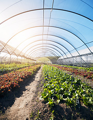 Image showing Greenhouse background, plants and growth for farming, agriculture and vegetables, fertilizer and soil. Empty field with food security, gardening and green and red lettuce for harvest in agro business