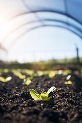 Image showing Plants, green growth and greenhouse background for farming, agriculture and vegetables growth in fertilizer or soil. Empty field for agro business, sustainability and gardening with leaves or lettuce