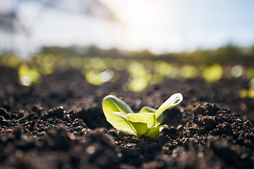 Image showing Plants, green lettuce and agriculture background for farming, and vegetables growth or production in fertilizer or soil. Empty field and sustainability, gardening or leaves in sand for agro business