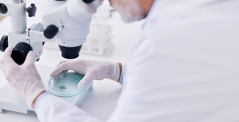 Image showing Science, microscope and scientist hands with plant research, analysis and ecology study. Agriculture, leaf and working on eco experiment in a laboratory, hospital test or clinic for medical data