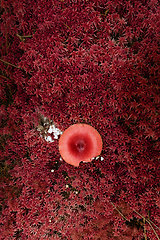 Image showing abstract fly agaric in red moss