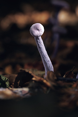 Image showing amethyst deceiver on forest ground