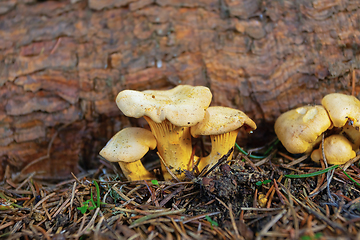 Image showing colorful chanterelles growing in natural habitat