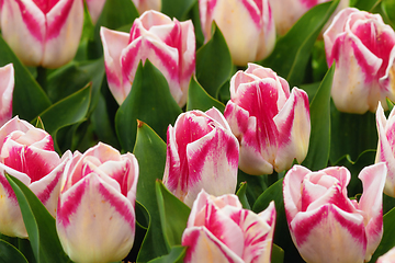 Image showing motley tulips in the garden