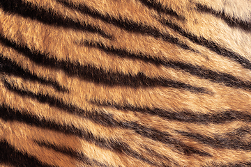 Image showing real tiger stripes on animal pelt