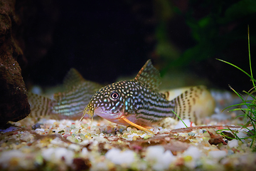 Image showing sterbai cory close up