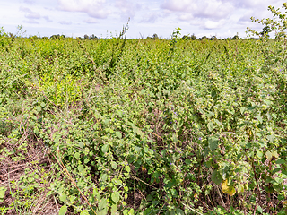 Image showing Field of mint plants in Thailand