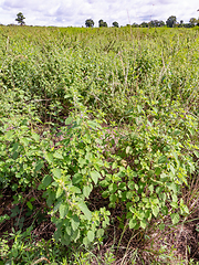 Image showing Field of mint plants in Thailand