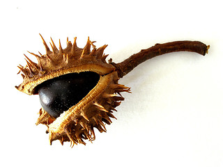 Image showing chestnut