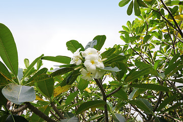 Image showing Frangipani