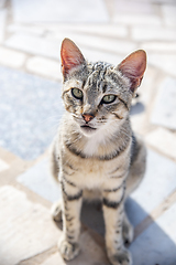 Image showing A tabby cat