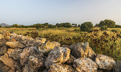 Image showing A landscape with a meadow, olive trees and a stone wall illumina