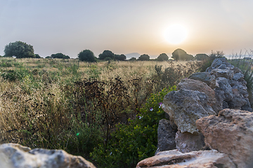 Image showing Landscape with meadow, olive trees and stone wall at sunrise