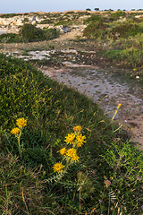 Image showing A  yellow thistle blooming in the spring by a road