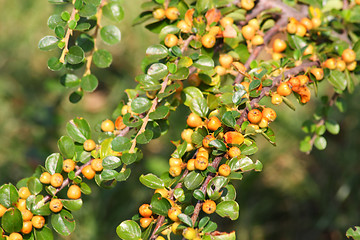 Image showing Summer berries