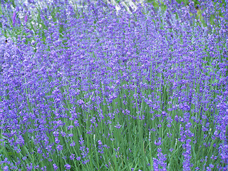 Image showing Lavender