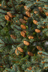 Image showing Xmas tree branches