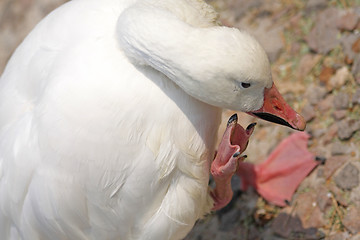 Image showing Goose