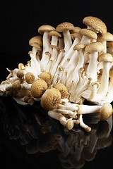 Image showing mushrooms